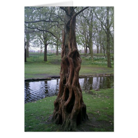 Knotted Yew Tree Trunk Cards (Front)