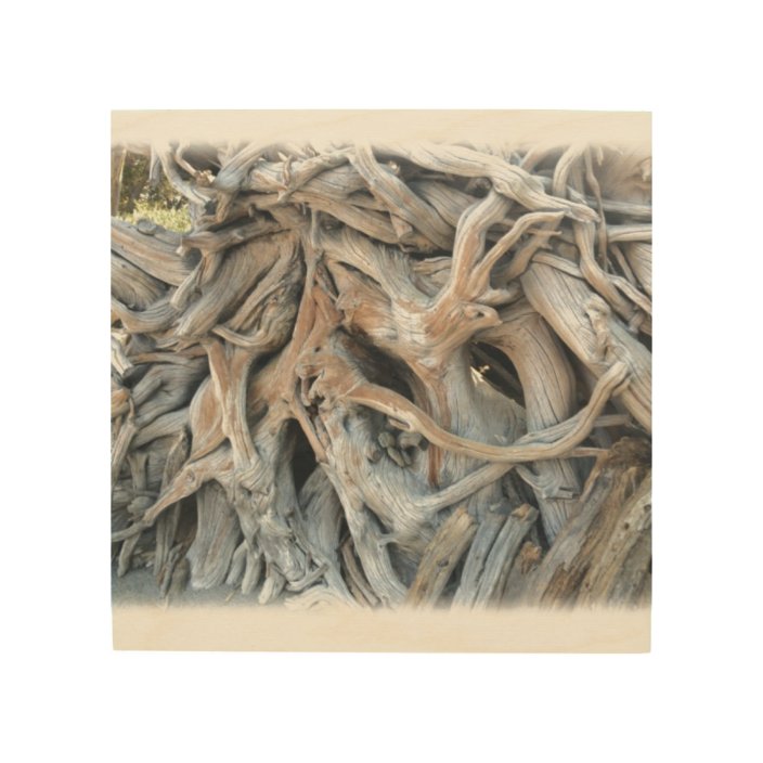 Knotty Tree Root Image Printed On Wood Wood Wall Decor Zazzle