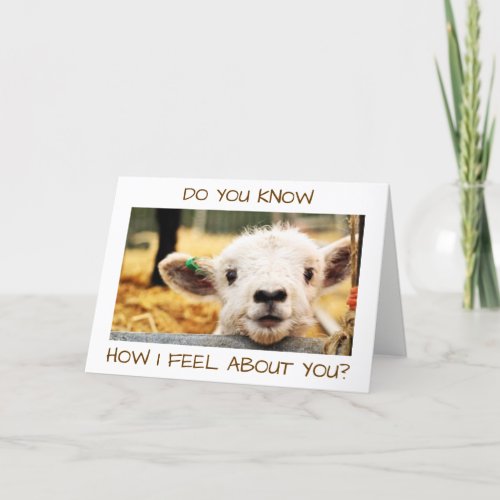 KNOW HOW I FEEL ABOUT YOU I LOVE YOU SAYS LAMB HOLIDAY CARD