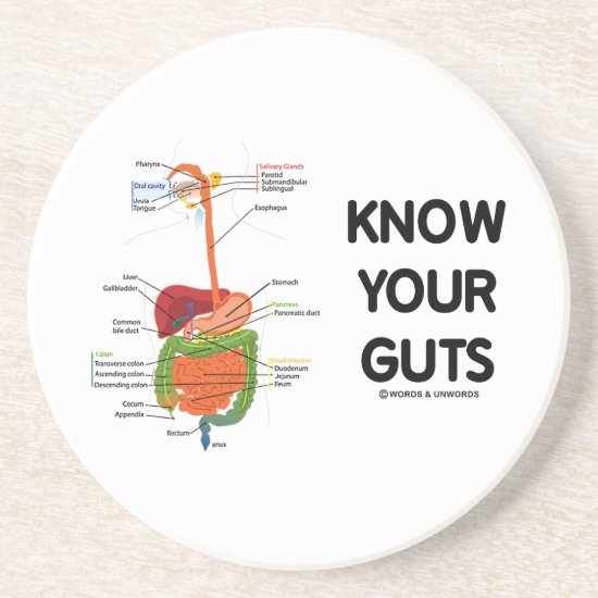 Know Your Guts (Digestive System Anatomical Humor) Coaster