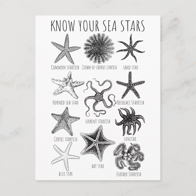 Know Your Sea Stars – Starfish Groups Postcard (Front)