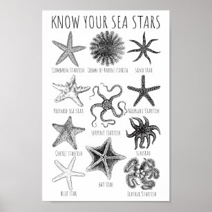 Know Your Sea Stars – Starfish Groups Poster