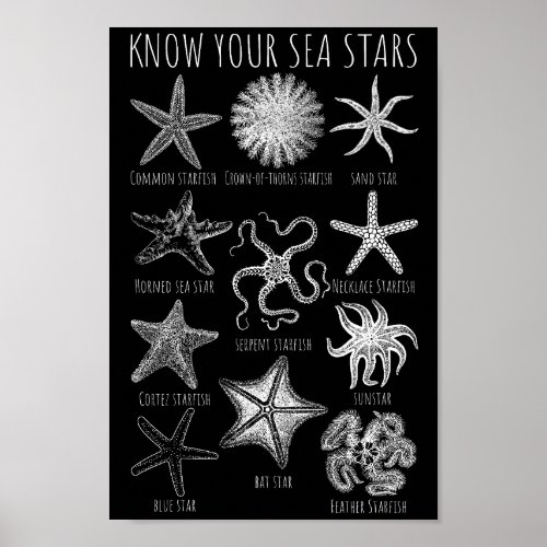 Know Your Sea Stars  Starfish Groups Poster