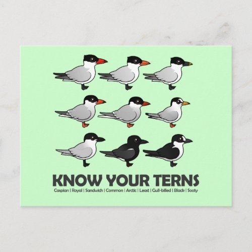 Know Your Terns Postcard