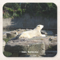 Knut, Polar Bear Berlin Zoo
