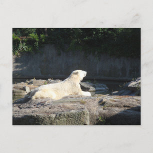 Knut the Polar Bear from the Berlin Zoo Jigsaw Puz Postcard