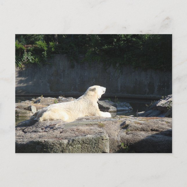 Knut the Polar Bear from the Berlin Zoo Jigsaw Puz Postcard (Front)