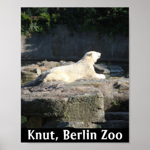 Knut the Polar Bear from the Berlin Zoo Poster