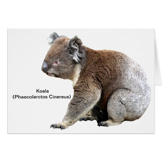 Koala (Front Horizontal)