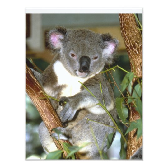 koala2 card