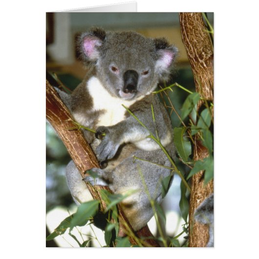 koala2 cards (Front)