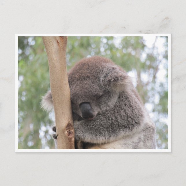 koala asleep postcard (Front)