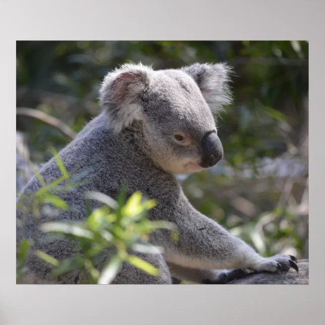 Koala at Perth Zoo Australia Poster | Zazzle