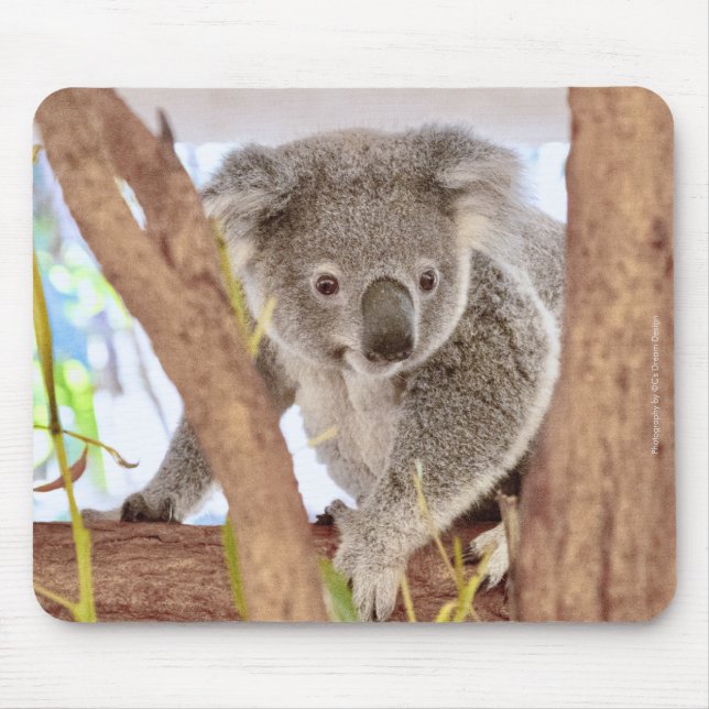 Koala Australia Mouse Pad | C's Dream Design (Front)