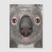 Koala Bear (Front)