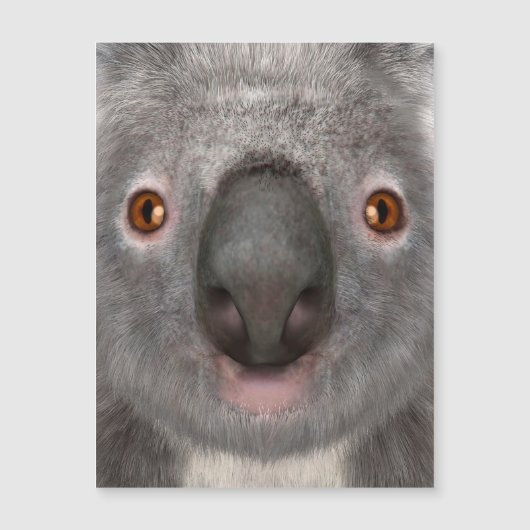 Koala Bear (Front)
