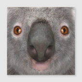Koala Bear (Front)
