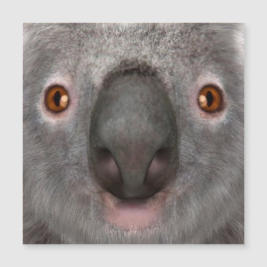 Koala Bear (Front)