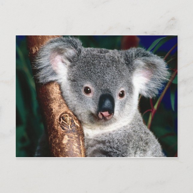 Koala Bear Australia Outback Country Animal Cute Postcard (Front)
