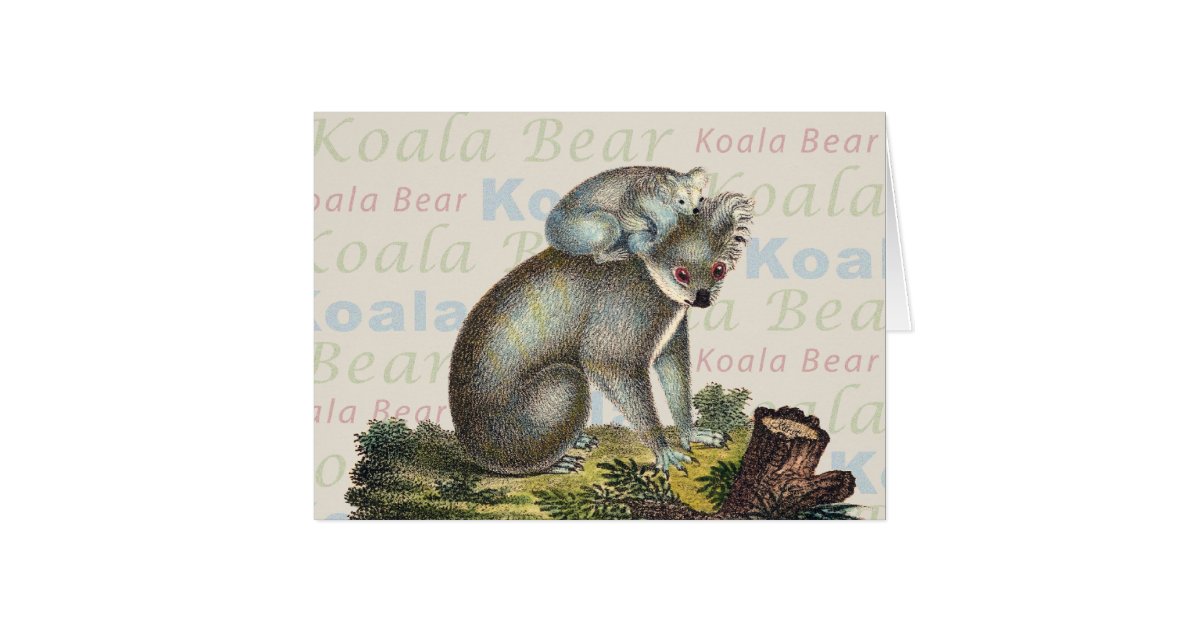 Koala Bear Card Zazzle — free download
