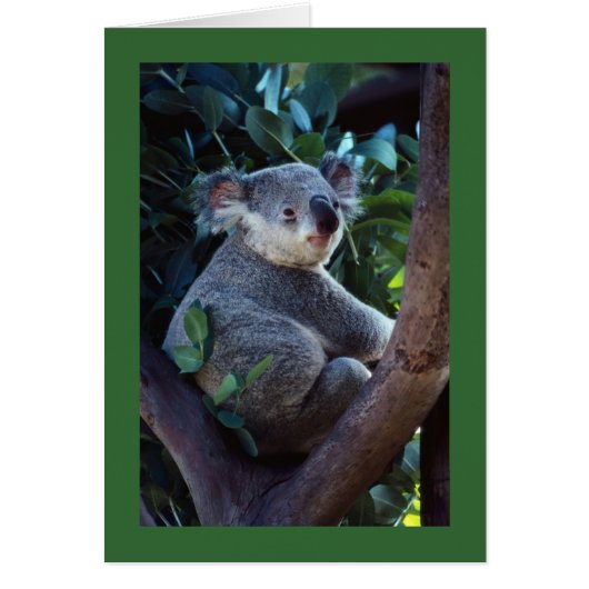 Koala Bear Cards (Front)