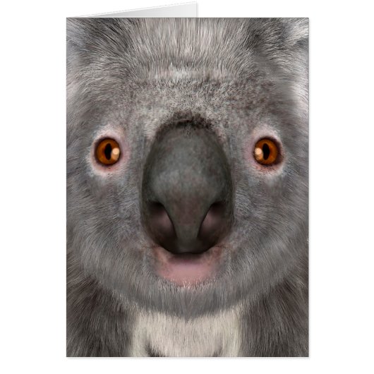 Koala Bear Cards (Front)