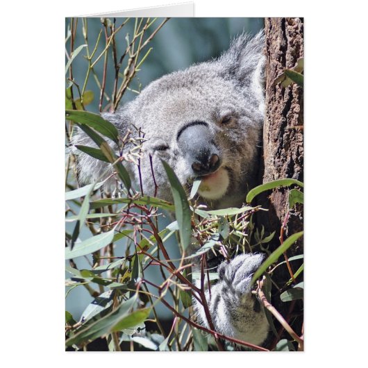 Koala bear cards (Front)