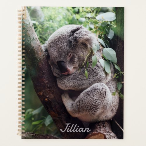 Koala Bear Cute Animals Name Annual Planner