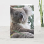 Koala Bear Facts Greeting Card