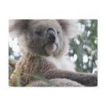 Koala Bear Facts Postcard