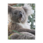 Koala Bear Facts Postcard