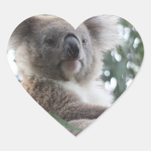 Koala Bear Facts Stickers