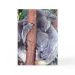Koala Bear Family Greeting Cards