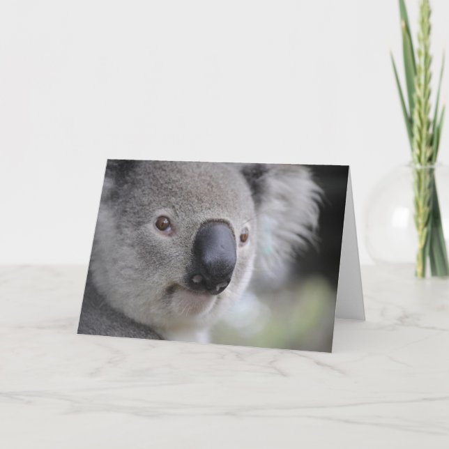 Koala Bear Holiday Card (Front)