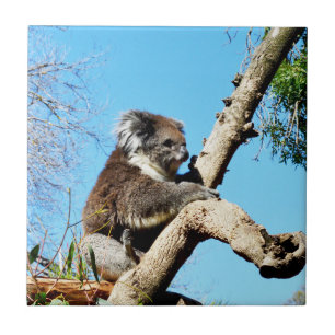 Koala Bear In Old Pine Tree, Ceramic Tile
