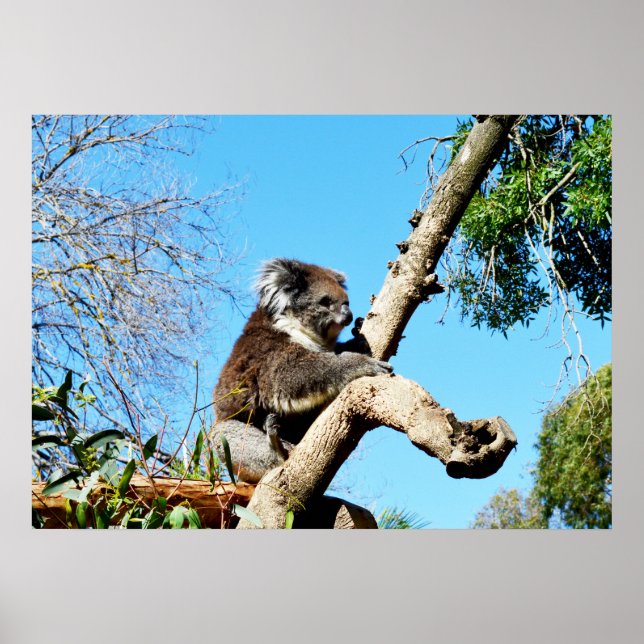 Koala Bear In Old Pine Tree, Poster (Front)