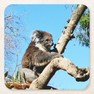 Koala Bear In Old Pine Tree, Square Paper Coaster