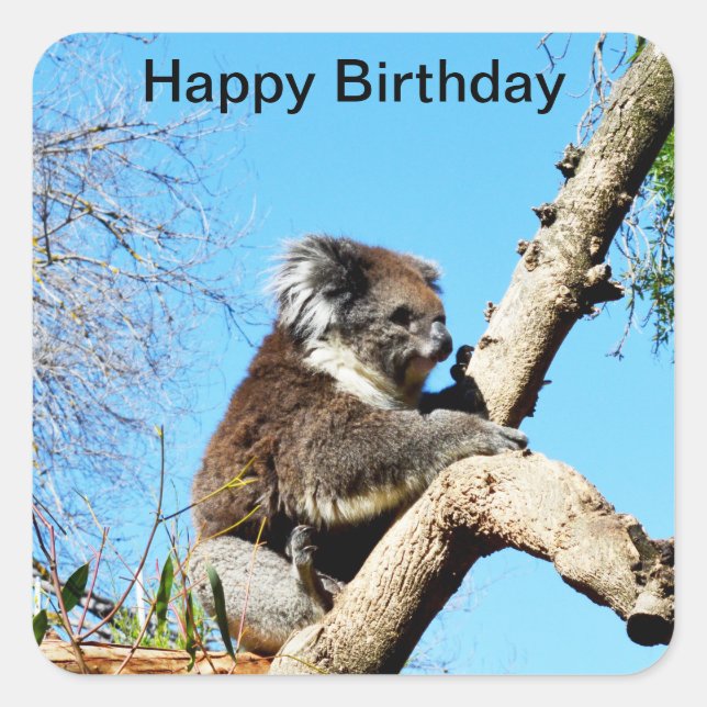 Koala Bear In Old Pine Tree,  Square Sticker (Front)