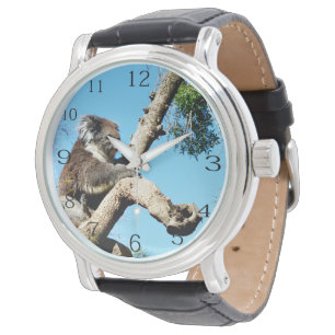 Koala Bear In Old Pine Tree, Watch