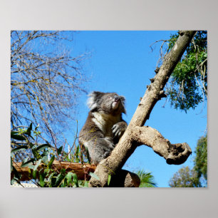 Koala Bear In Old Tree, Poster