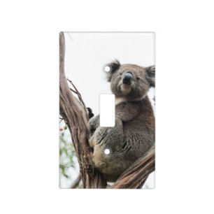 Koala Bear in Tree Cute Light Switch Cover