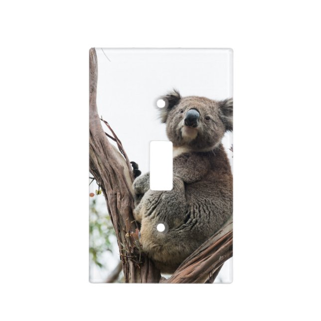 Koala Bear in Tree Cute Light Switch Cover (Front)