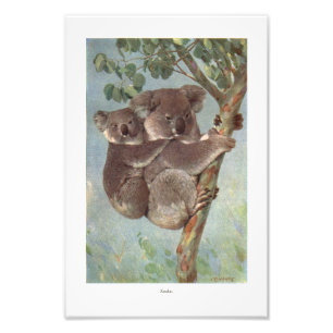 Koala Bear in Tree illustration Photo Print