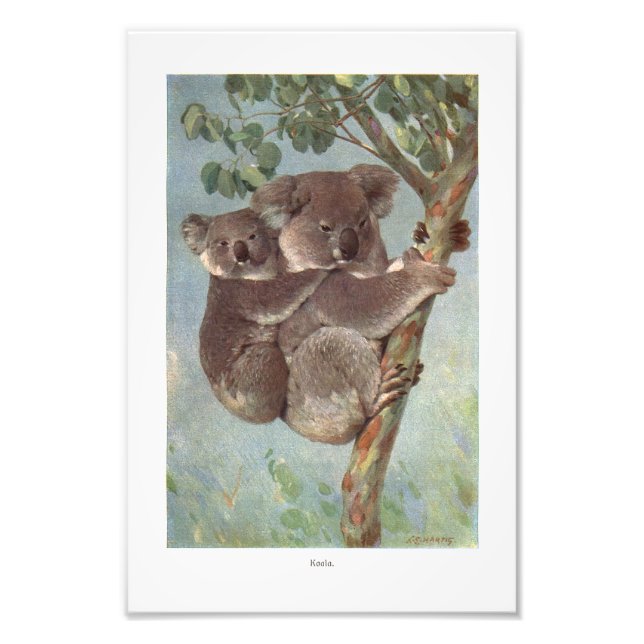 Koala Bear in Tree illustration Photo Print (Front)