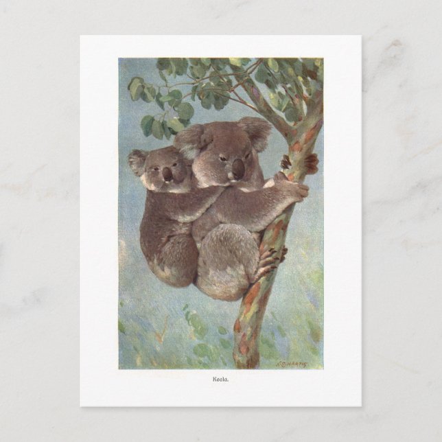 Koala Bear in Tree illustration Postcard (Front)