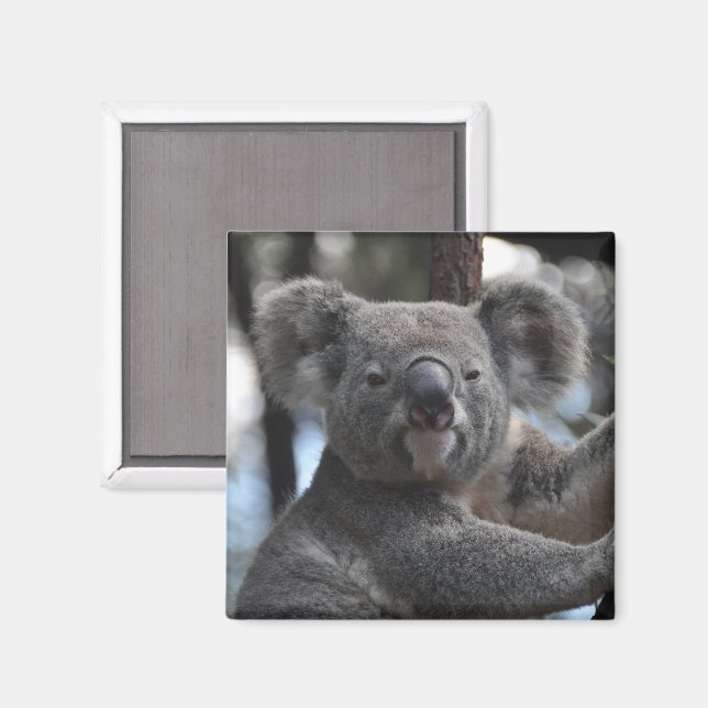 Koala Bear in Tree Magnet (Front/Back)