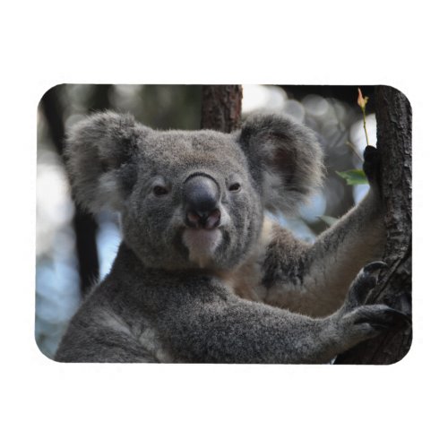 Koala Bear in Tree Magnet