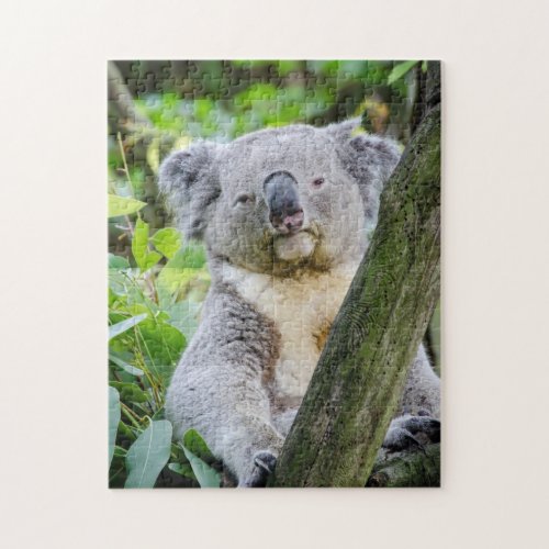 Koala Bear in Tree Photo Puzzle