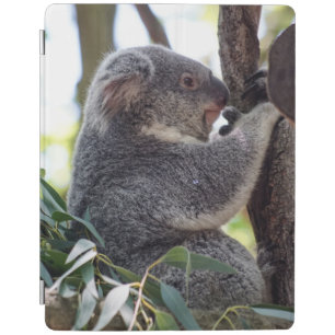 Koala Bear iPad Smart Cover