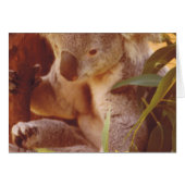 Koala Bear Love (Front Horizontal)